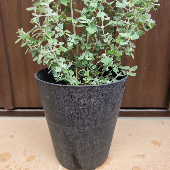ソルトブッシュ　鉢植え　苗　オージープランツ　カラーリーフ　ドライガーデン　ロックガーデン 2枚目の画像