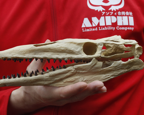 詳細不明です。動物の骨だと思います。商品説明必読お願い致します。 Amazon.co.jp: くらべる骨格動物図鑑 : 川崎悟司, 大渕希郷: 本