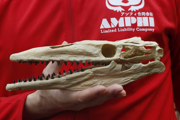 受注生産】モササウルス 縮小頭骨模型 その他置物 アンフィ合同 受注生産】モササウルス 縮小頭骨模型 その他置物 アンフィ合同