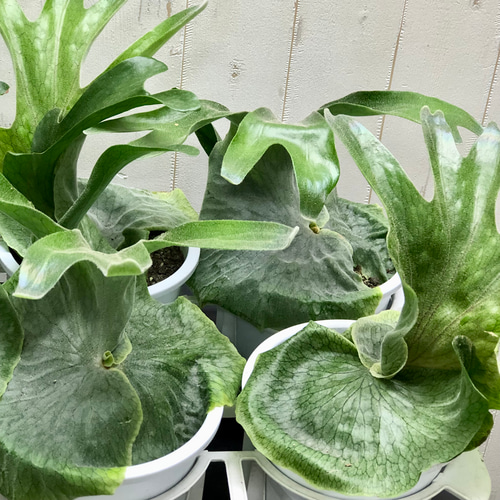 ビカクシダ グランデ Platycerium grande 5号 その他インテリア雑貨