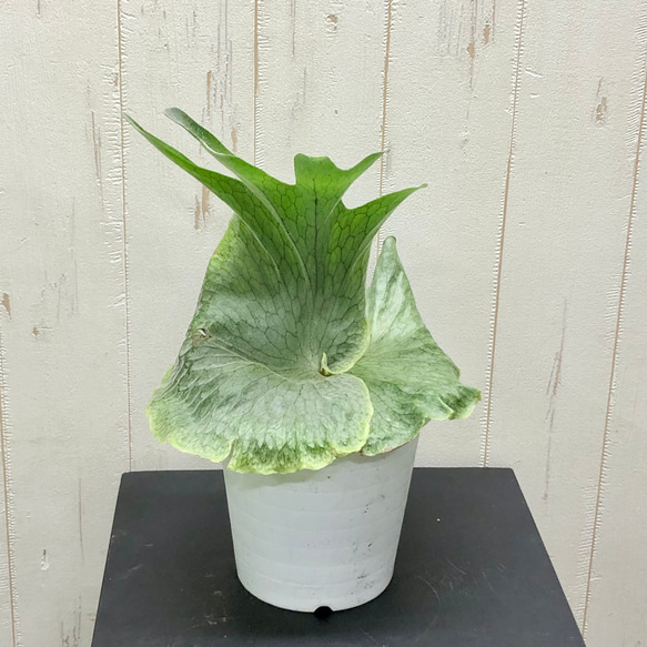 ビカクシダ グランデ Platycerium grande 5号 その他インテリア雑貨