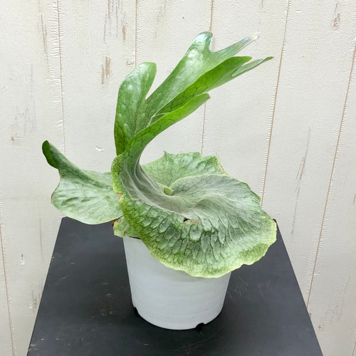 ビカクシダ グランデ Platycerium grande 5号 その他インテリア雑貨