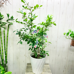 大量実付き 3品種植え ブルーベリー鉢 その他インテリア雑貨 PLANTS