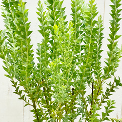 Acacia cultriformis  三角葉 アカシア  5号 6枚目の画像