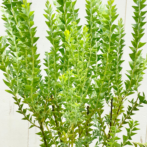 Acacia cultriformis  三角葉 アカシア  5号 6枚目の画像