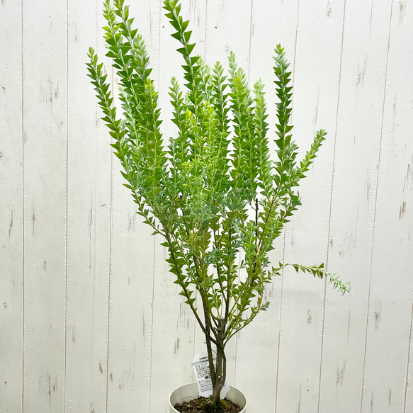 Acacia cultriformis  三角葉 アカシア  5号 2枚目の画像
