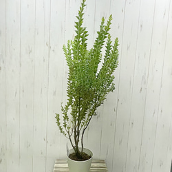 Acacia cultriformis  三角葉 アカシア  5号 5枚目の画像