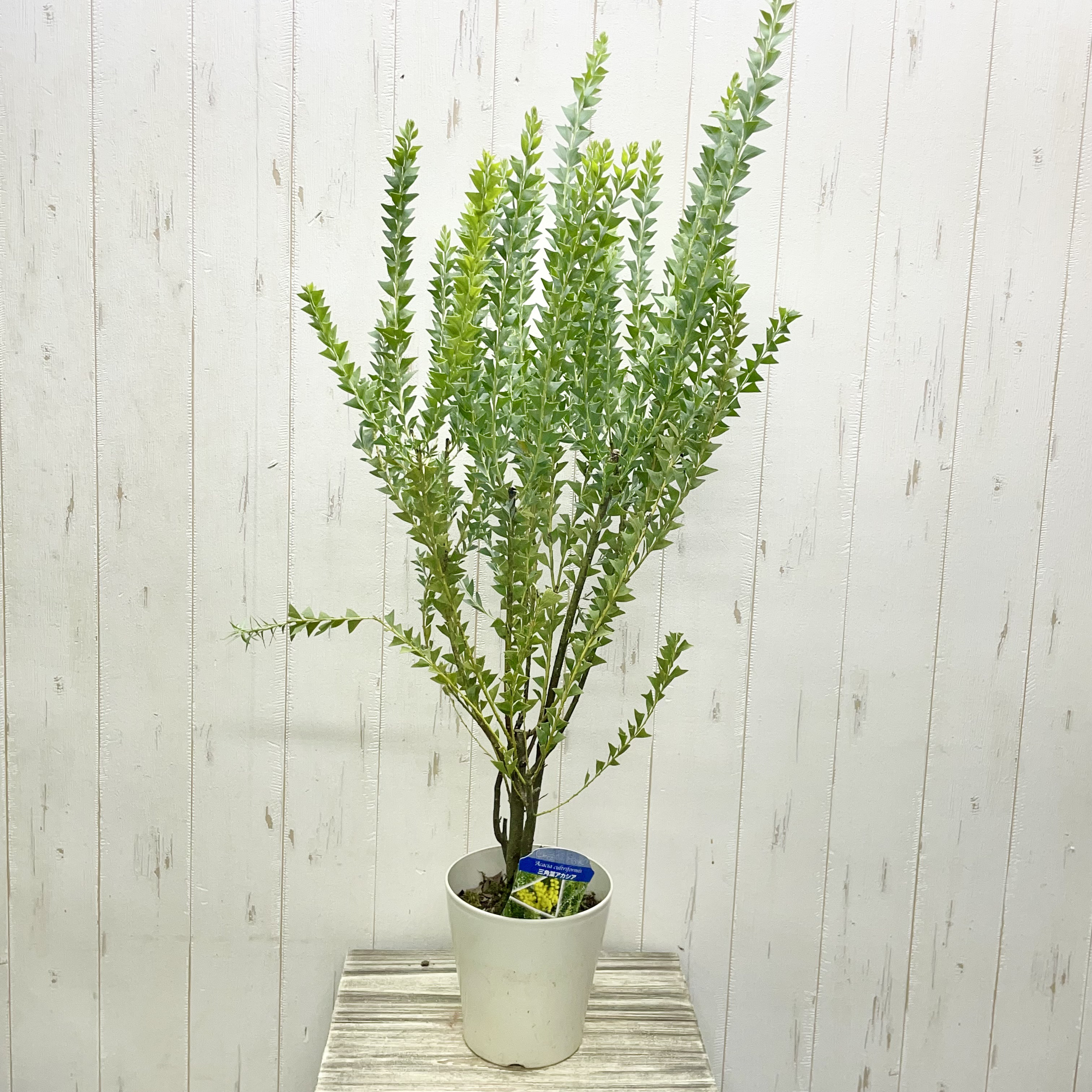 Acacia cultriformis 三角葉 アカシア 5号 その他インテリア雑貨