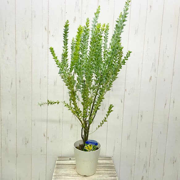 Acacia cultriformis  三角葉 アカシア  5号 1枚目の画像