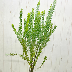 Acacia cultriformis  三角葉 アカシア  5号 4枚目の画像