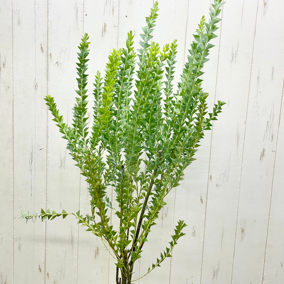 Acacia cultriformis  三角葉 アカシア  5号 4枚目の画像