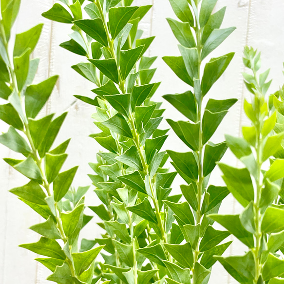 Acacia cultriformis  三角葉 アカシア  5号 7枚目の画像