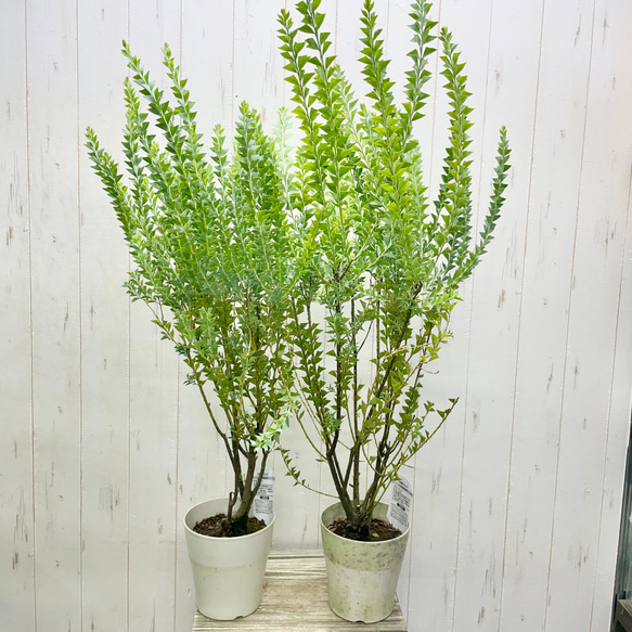 Acacia cultriformis  三角葉 アカシア  5号 10枚目の画像