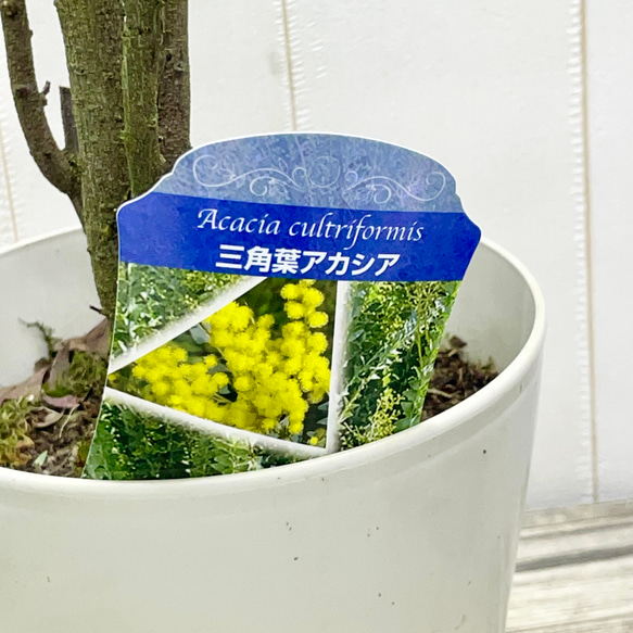 Acacia cultriformis  三角葉 アカシア  5号 9枚目の画像