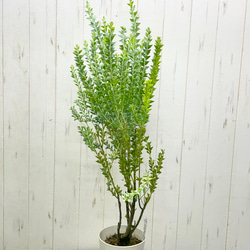 Acacia cultriformis  三角葉 アカシア  5号 3枚目の画像