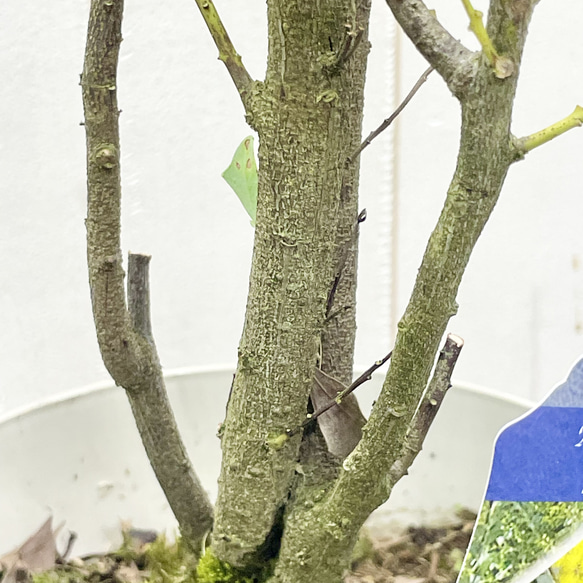 Acacia cultriformis  三角葉 アカシア  5号 8枚目の画像