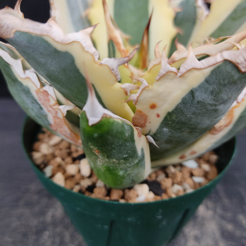 Agave アガベ スナグルトゥース 暴牙 大型 USA現地球 美株 発根済 多肉