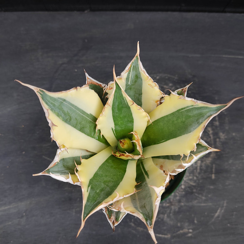 売り出し早割 Agave アガベ スナグルトゥース 暴牙 大型 USA現地球 美