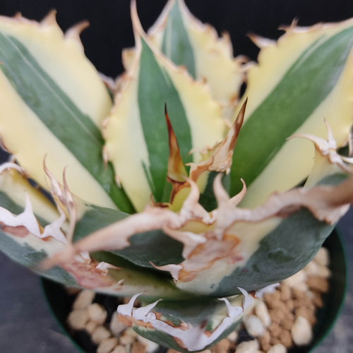 ★発根済★Agave アガベ スナグルトゥース 暴牙 大型 USA現地球 美株