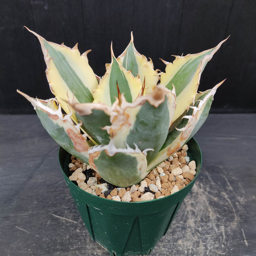 柔らかい Agave アガベ スナグルトゥース 暴牙 大型 USA現地球 美株 発