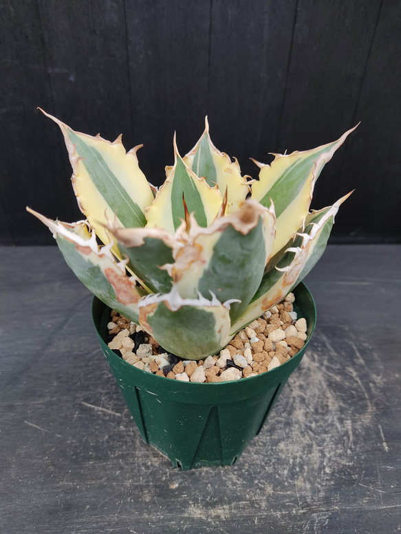 ★発根済★Agave アガベ スナグルトゥース 暴牙 大型 USA現地球 美株