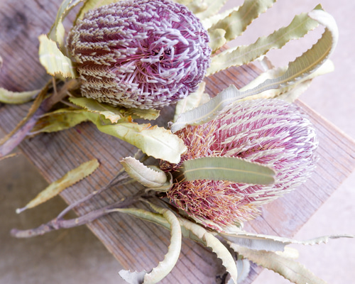 専用＊バンクシア アンティーク　ドライフラワーリース 専用＊バンクシア アンティーク ドライフラワーリース