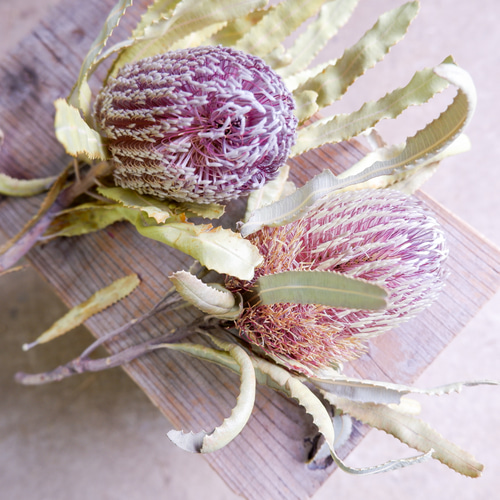 バンクシア メンジーシー フリーズドライフラワー freeze-dried flower