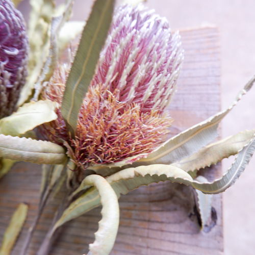 バンクシア メンジーシー フリーズドライフラワー freeze-dried flower