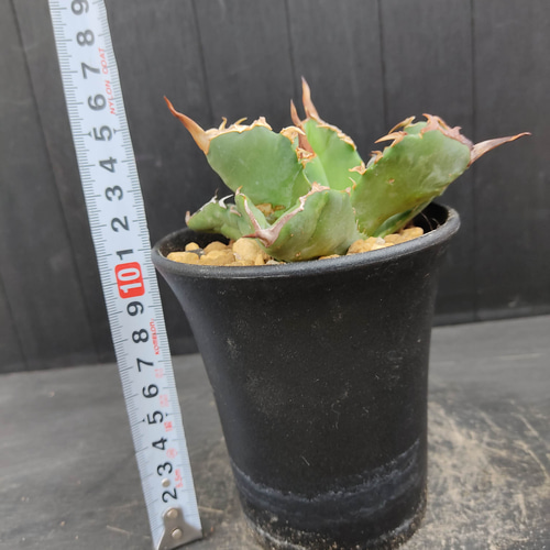 100%正規品 Agave アガベ USA現地球 白鯨 チタノタ レッドキャット