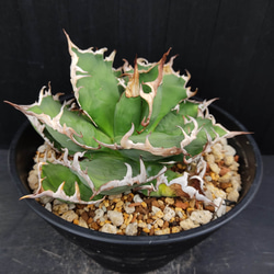 ゴッホ 星月夜 Agave アガベ シーザー チタノタ オアハカ産 現地球 超