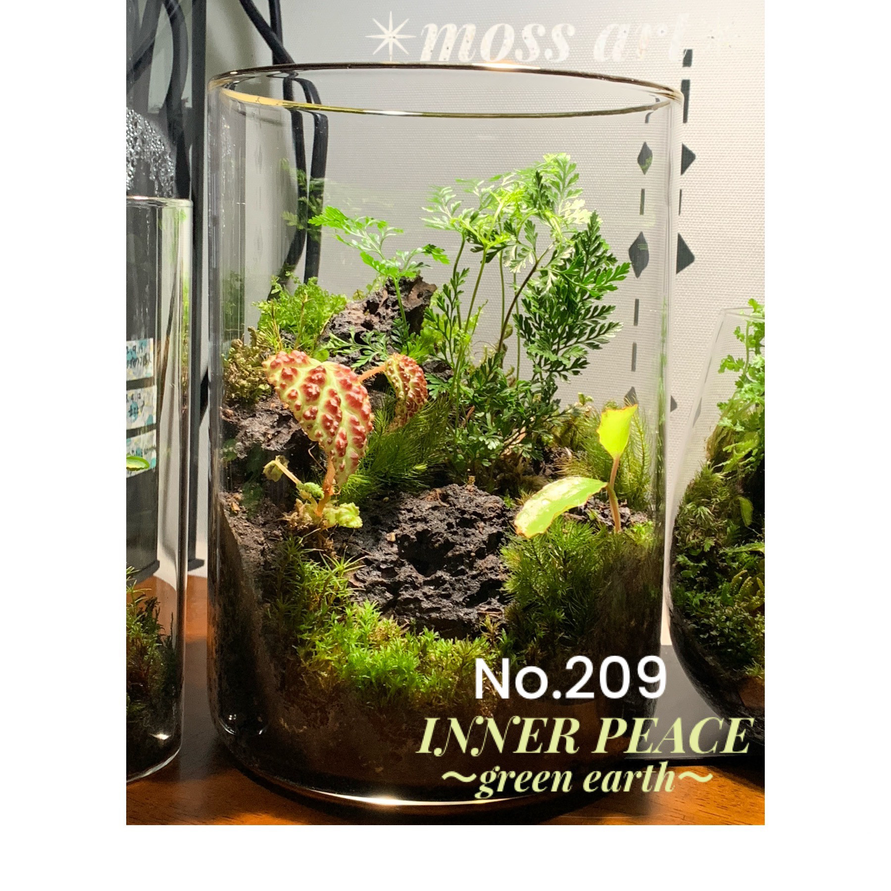 No.293 苔アート 苔テラリウム ベゴニア プリスマトカルパ 入り 完成品 No.293 苔アート 苔テラリウム ベゴニア プリスマトカルパ 入り 完成品
