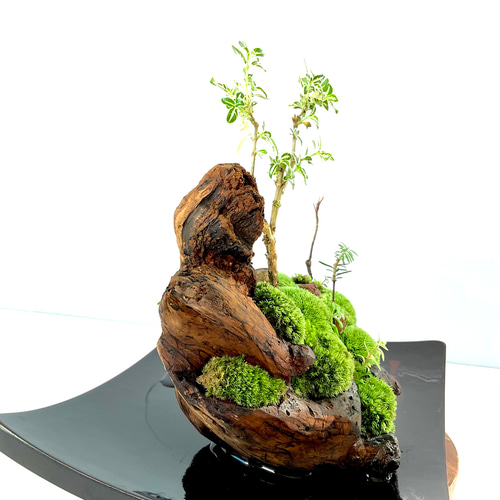 父の日」に究極の癒しの苔盆景、苔盆栽亀舟 盆栽 moss loulan(楼蘭
