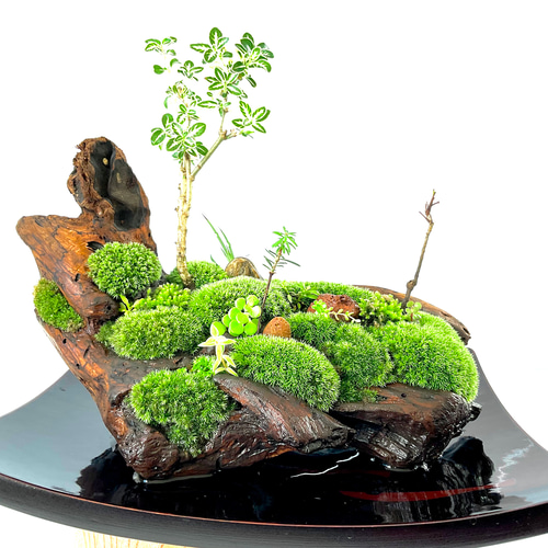 父の日」に究極の癒しの苔盆景、苔盆栽亀舟 盆栽 moss loulan(楼蘭