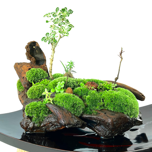 父の日」に究極の癒しの苔盆景、苔盆栽亀舟 盆栽 moss loulan(楼蘭
