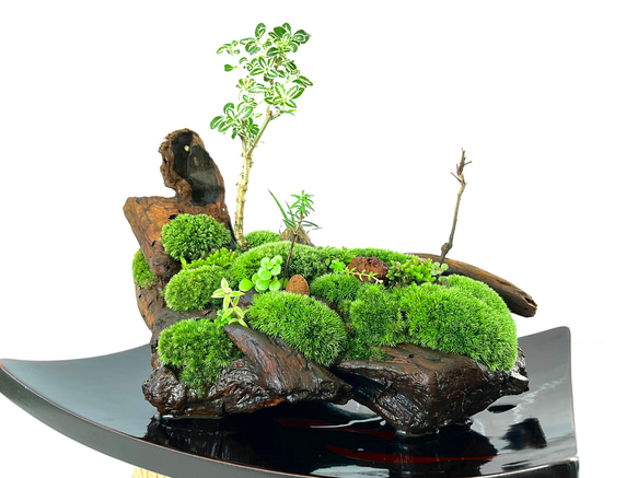 盆栽 舟形変わり鉢 苔景 ガンコウラン 父の日に苔盆景 苔 苔盆栽雲翠仙舟 盆栽 moss loulan(楼蘭) 通販