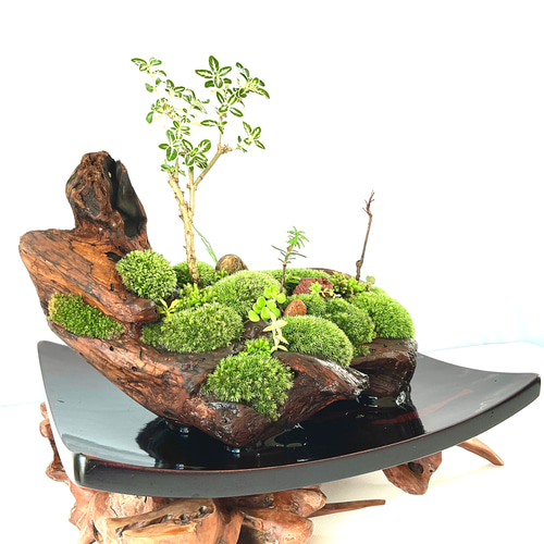 父の日」に究極の癒しの苔盆景、苔盆栽亀舟 盆栽 moss loulan(楼蘭