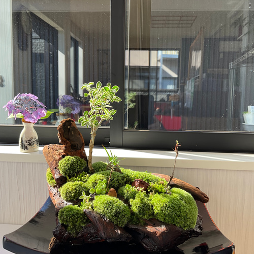 父の日」に究極の癒しの苔盆景、苔盆栽亀舟 盆栽 moss loulan(楼蘭