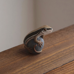 【訂製】岩石上的日本草蜥 第9張的照片