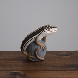 【訂製】岩石上的日本草蜥 第6張的照片