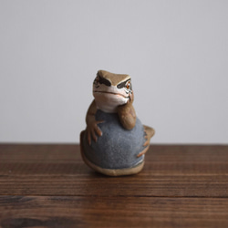 【訂製】岩石上的日本草蜥 第5張的照片