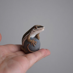 【訂製】岩石上的日本草蜥 第3張的照片