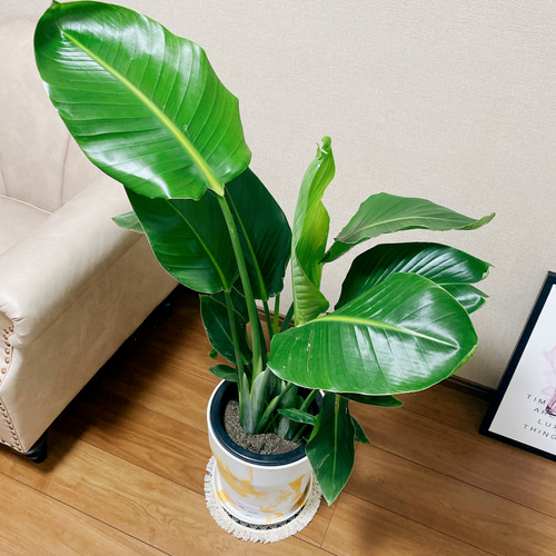【B級品/大型観葉植物】バナナのような葉が魅力♪ストレリチアオーガスタ10号鉢① B級品/大型観葉植物】バナナのような葉が魅力！ストレリチア
