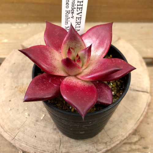 多肉植物 エケベリア ロメオルビン 多肉植物 plant life 通販 16071248
