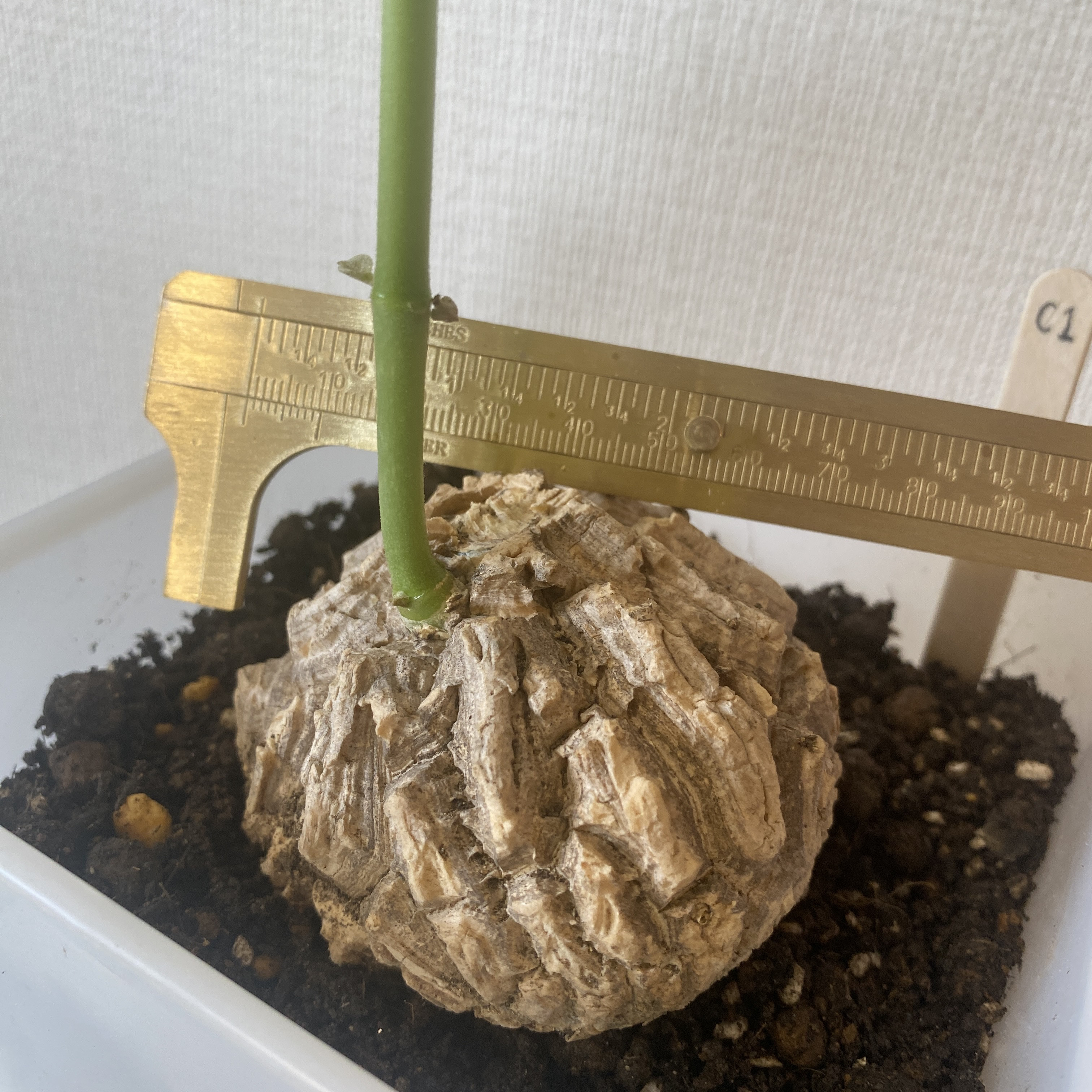 マテレア・シクロフィラ 発根済み  10cm (C-3)