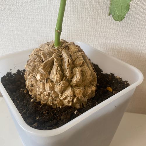 マテレア・シクロフィラ 発根済み 10cm (C-3) 盆栽 魔女の庭
