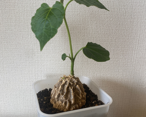 鉢ごと１本　マテレア シクロフィラ　鉢ごと発送 観葉植物）一点物 マテレア シクロフィラ 3号（1鉢