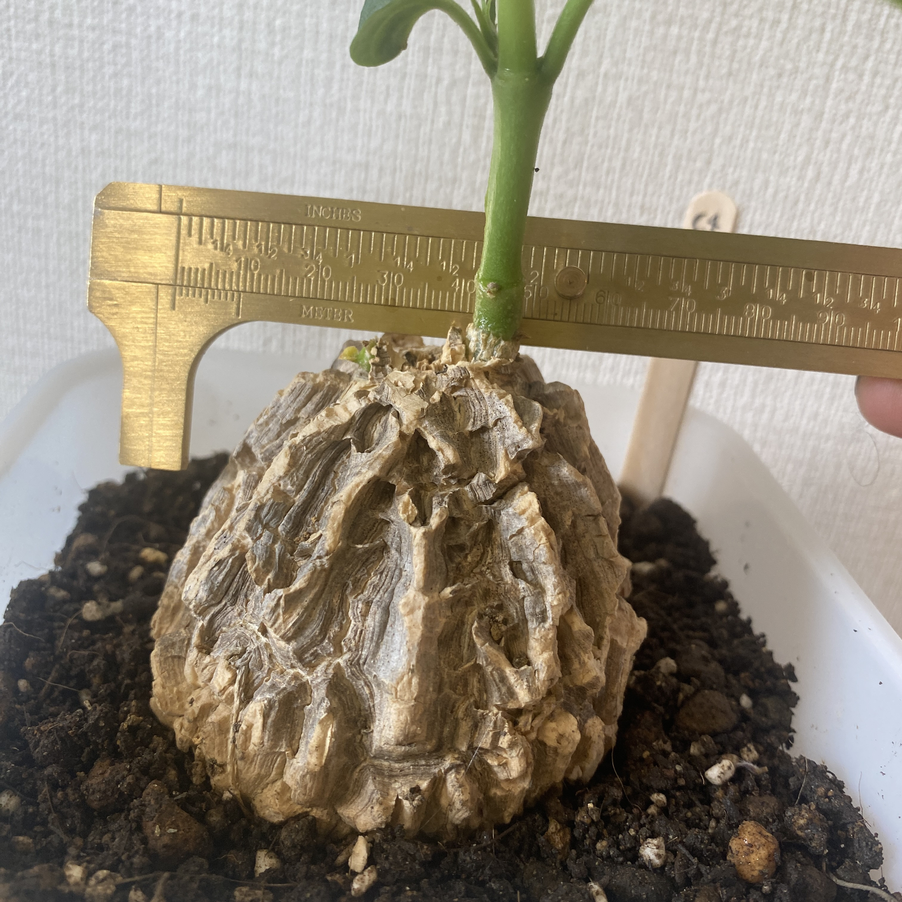 マテレア・シクロフィラ 発根済み 7cm (C-4) 盆栽 魔女の庭 通販 当店
