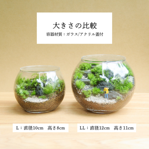 ガラスボール苔テラリウム(階段付き) ガラスボールの苔テラリウム(階段付き) 完成品】LEDライト付 苔
