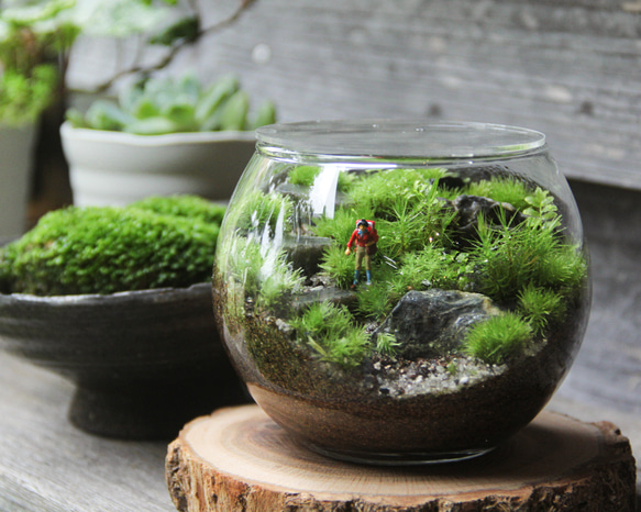 ハイカー_階段風景 ボウルL《苔テラリウム・コケリウム》 テラリウム