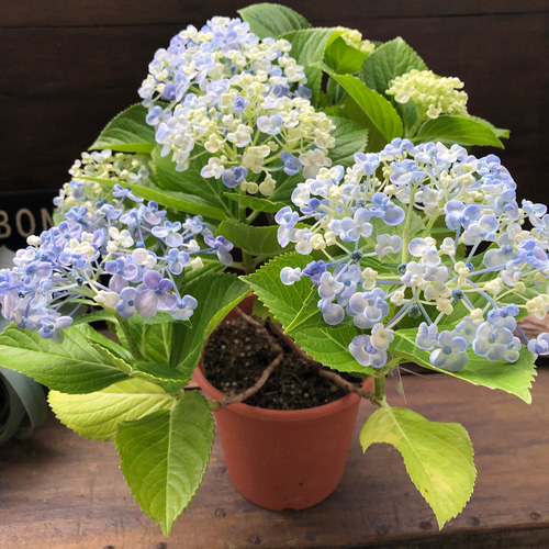 うず♡オタフクアジサイ♡山アジサイ♡紫陽花 アートフラワー パリ